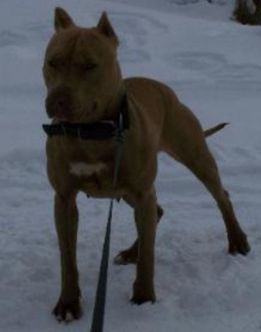 Photo of the dog