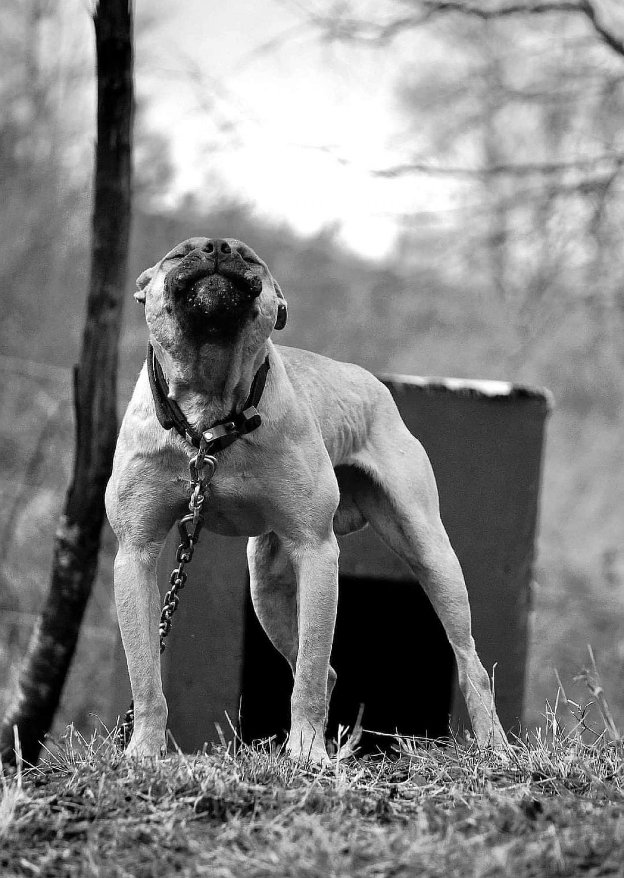 Photo of the dog