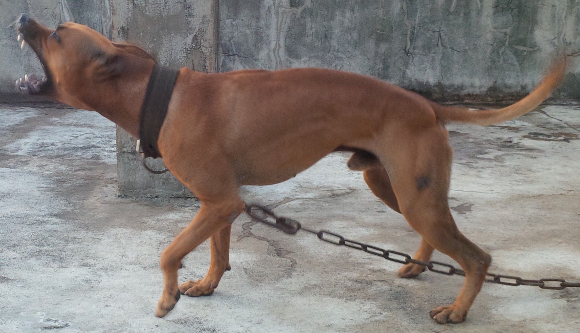 Photo of the dog