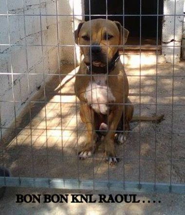 Photo of the dog