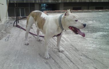 Photo of the dog