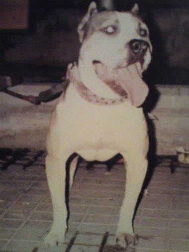Photo of the dog