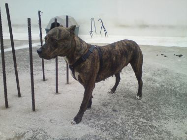 Photo of the dog