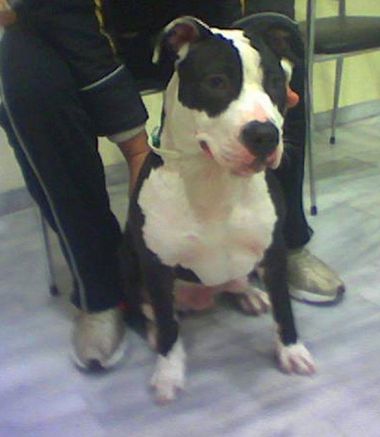 Photo of the dog