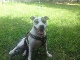 Photo of the dog