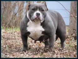 Photo of the dog