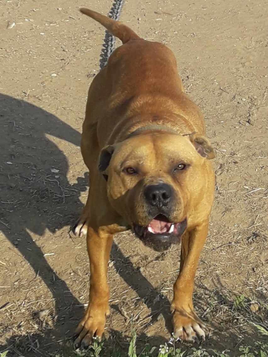 Photo of the dog
