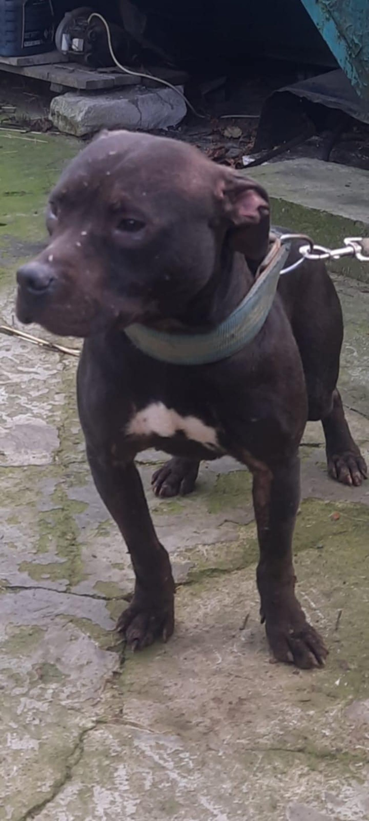 Photo of the dog