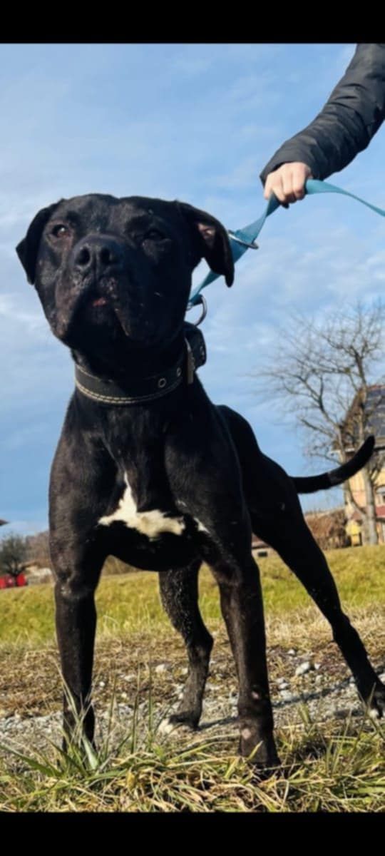 Photo of the dog