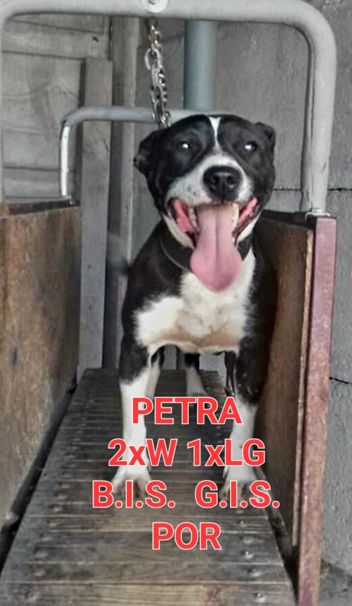 Photo of the dog