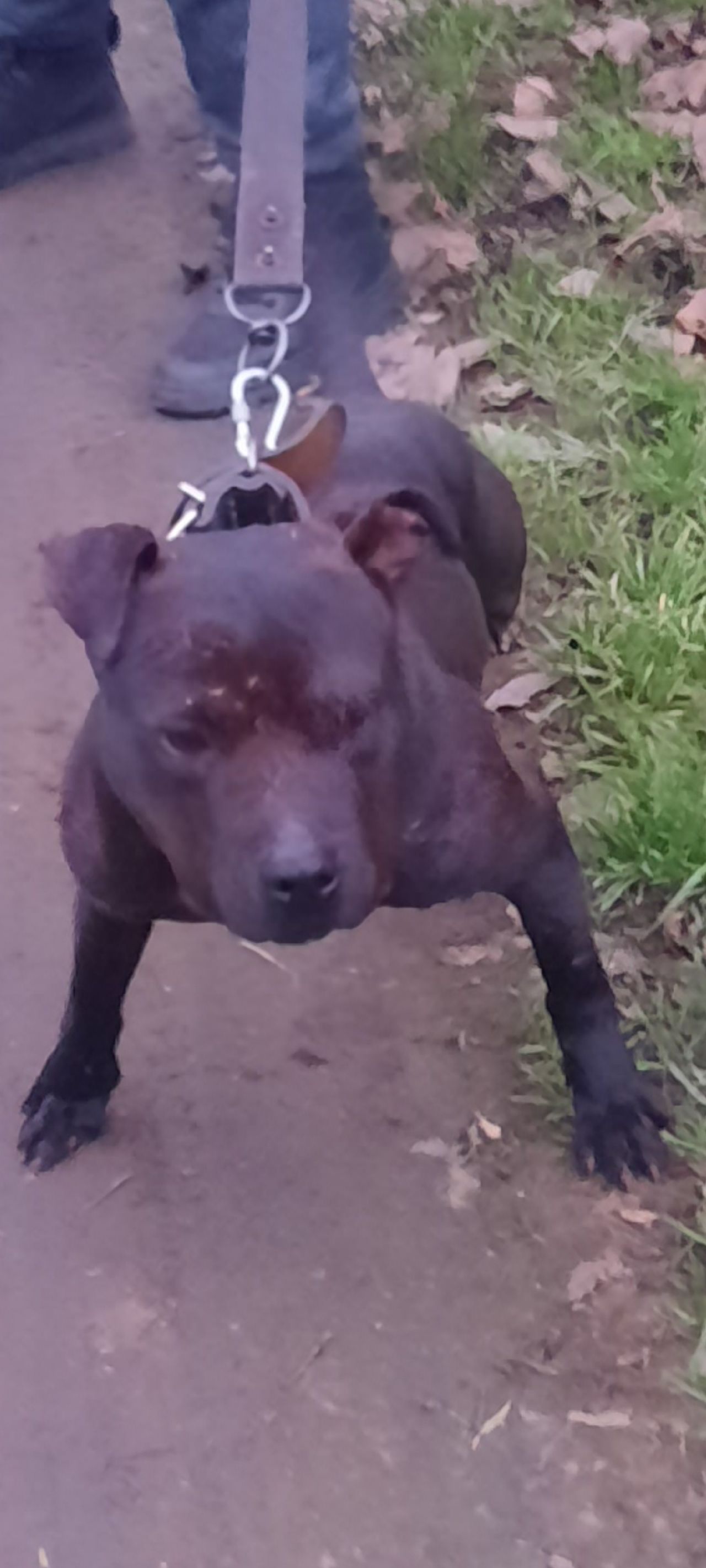 Photo of the dog