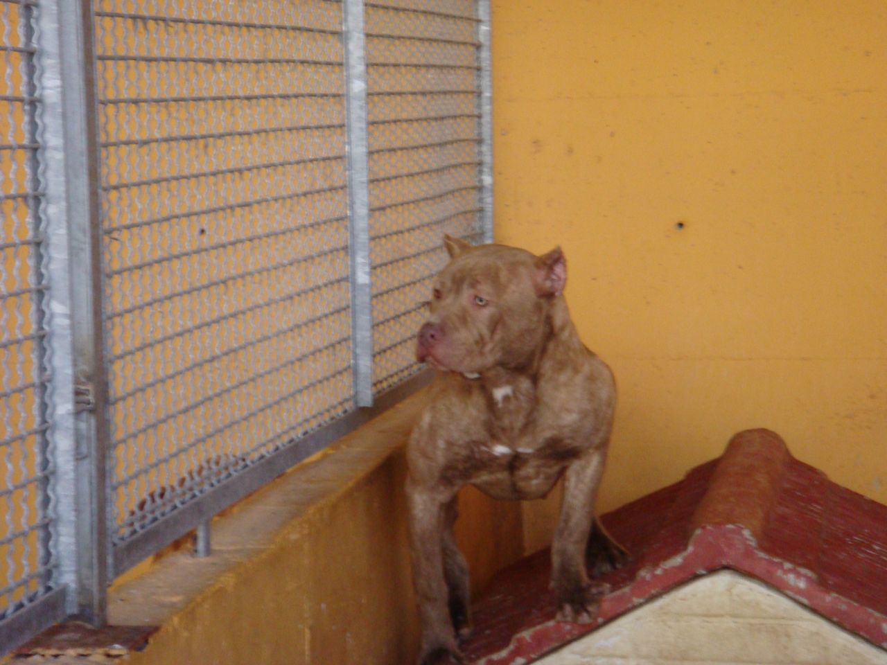 Photo of the dog