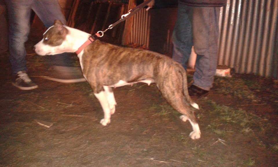 Photo of the dog