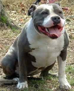 Photo of the dog