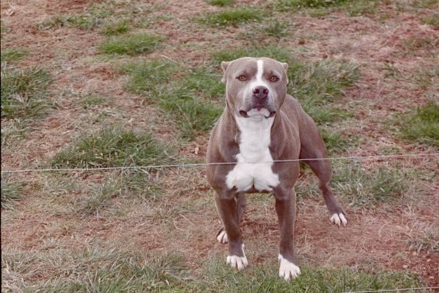 Photo of the dog