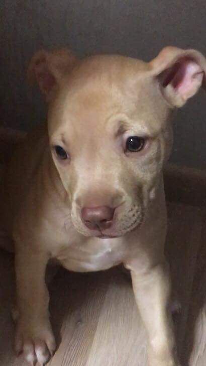 Photo of the dog
