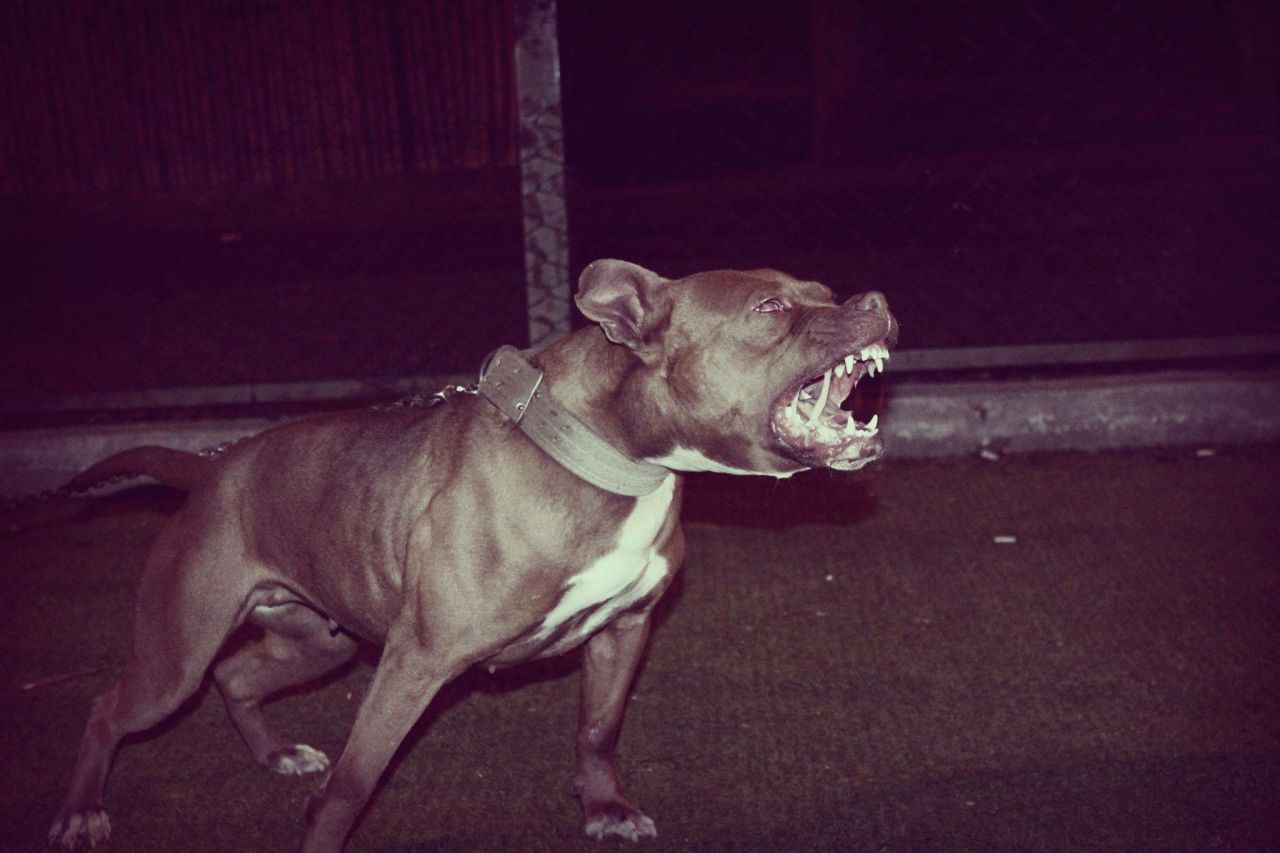 Photo of the dog
