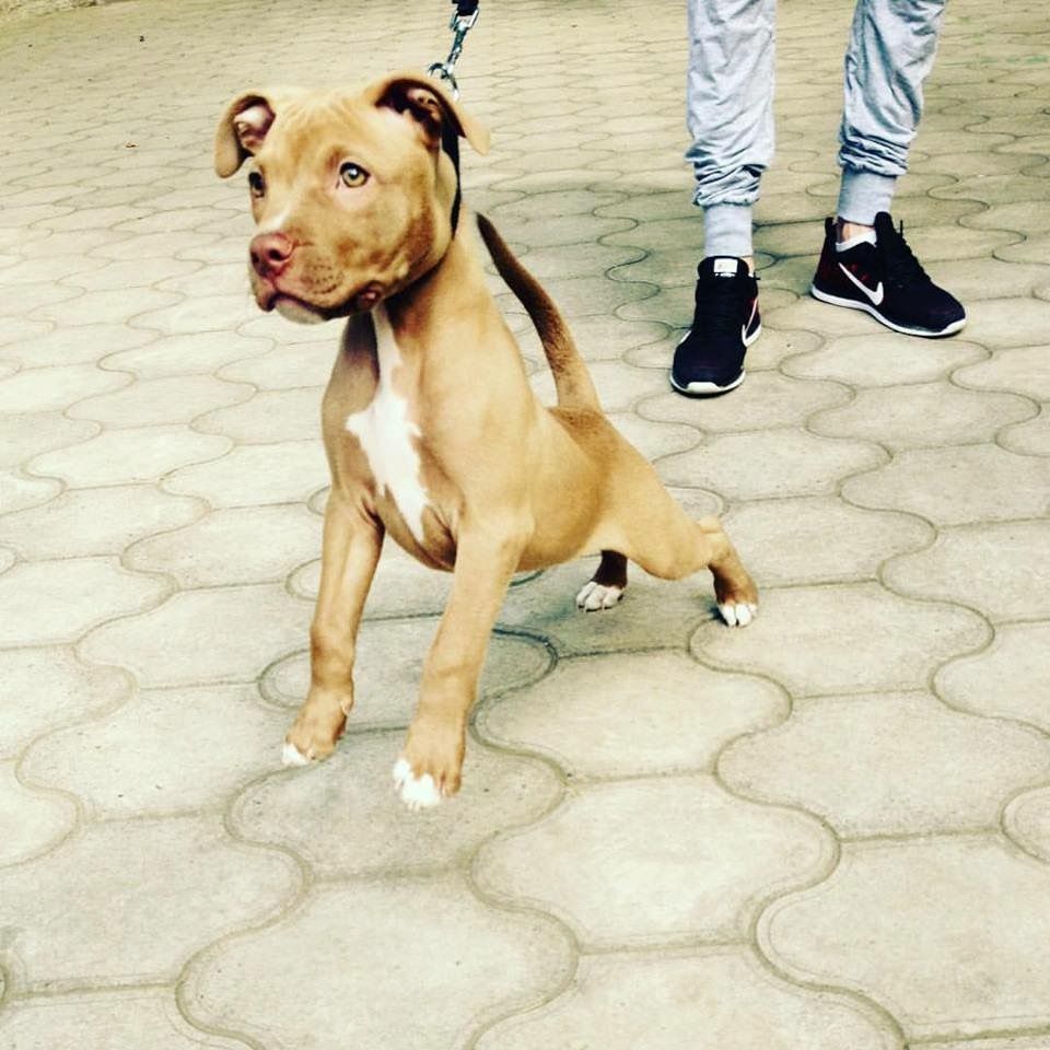 Photo of the dog