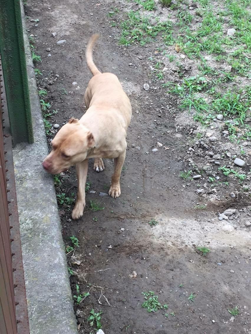 Photo of the dog