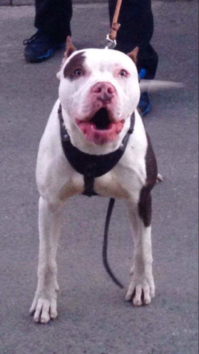 Photo of the dog