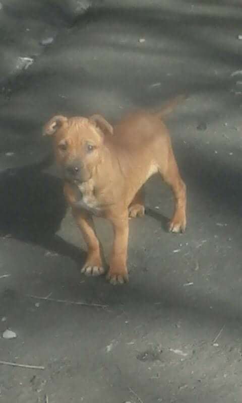 Photo of the dog