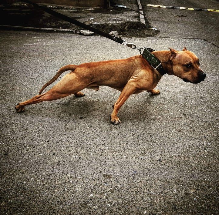 Photo of the dog