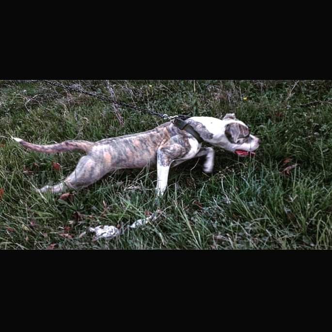Photo of the dog