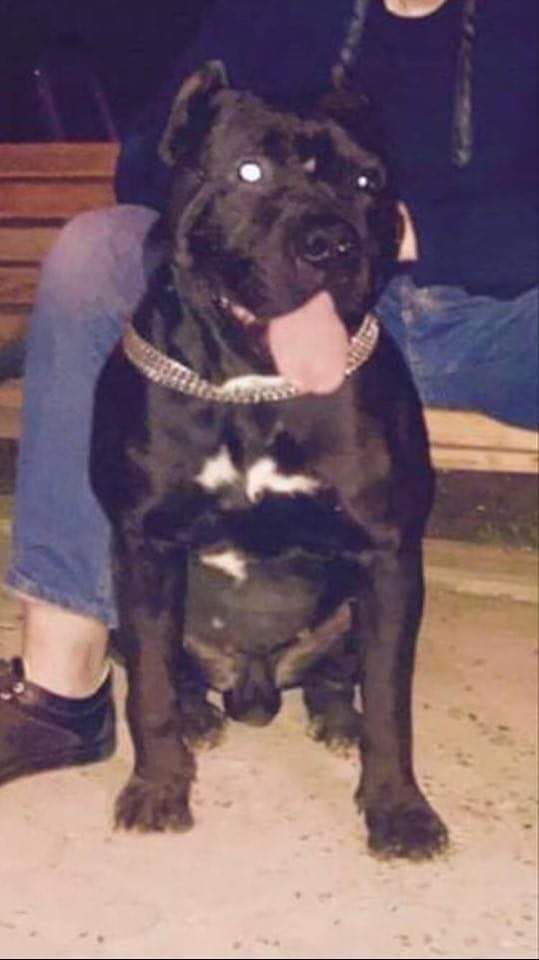 Photo of the dog