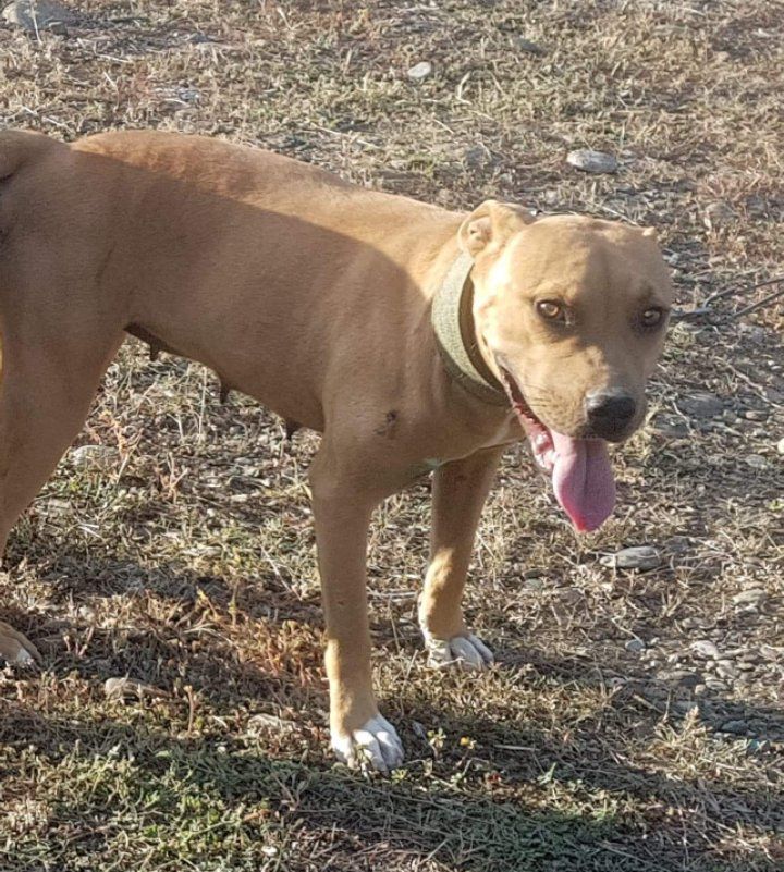 Photo of the dog
