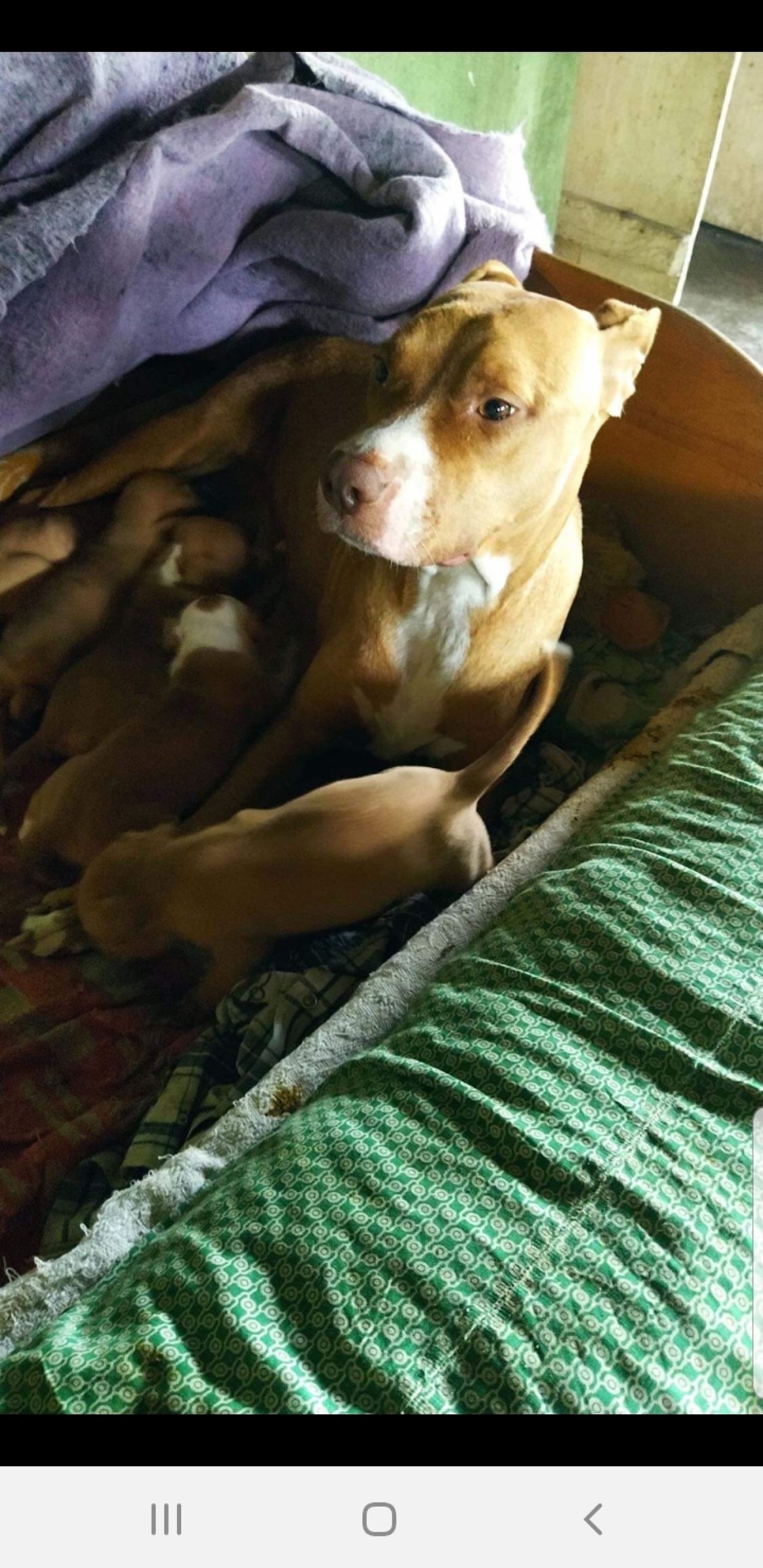 Photo of the dog