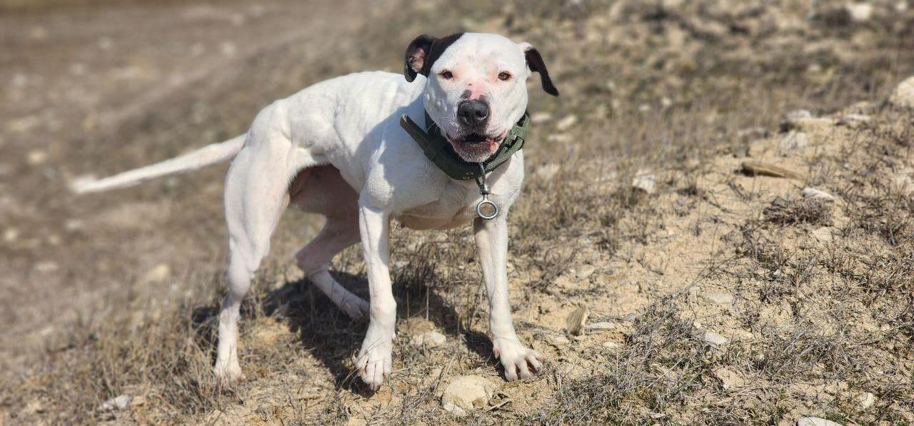 Photo of the dog