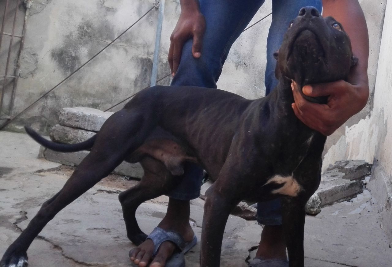 Photo of the dog