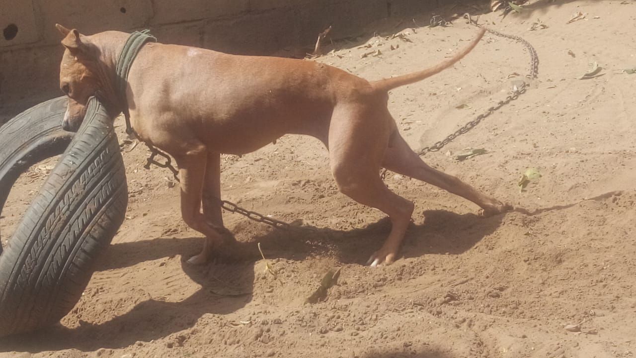 Photo of the dog