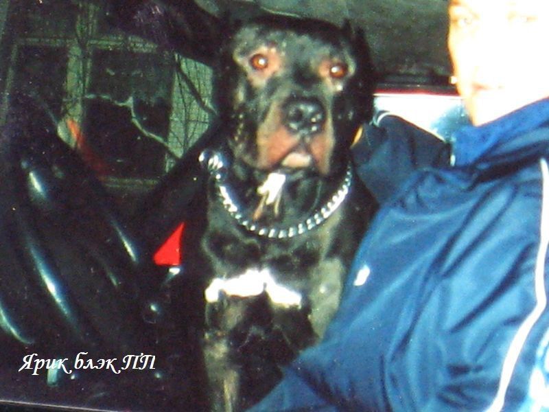 Photo of the dog
