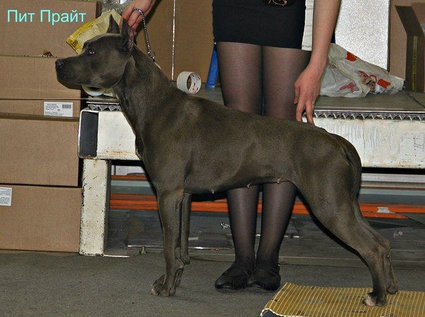 Photo of the dog