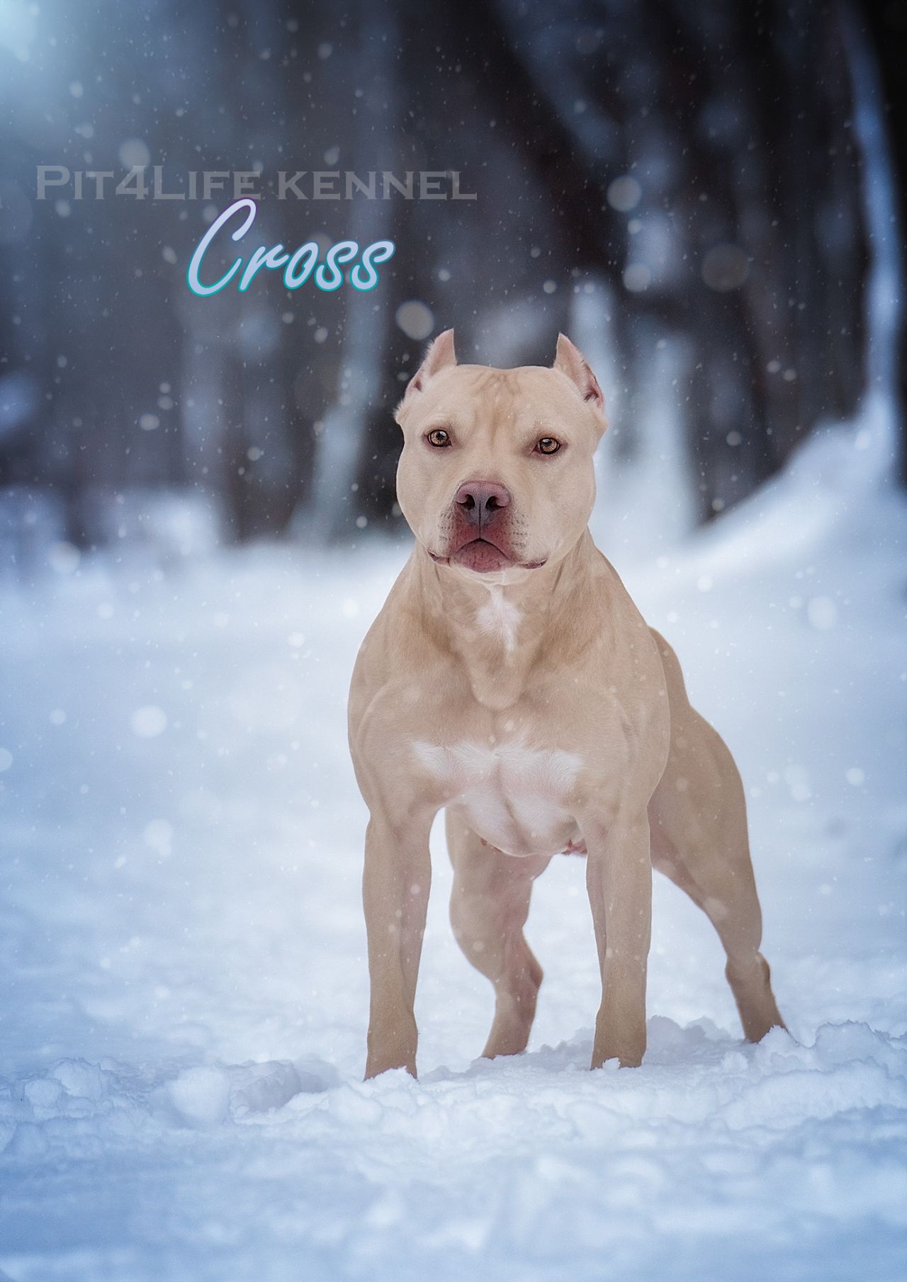 Photo of the dog