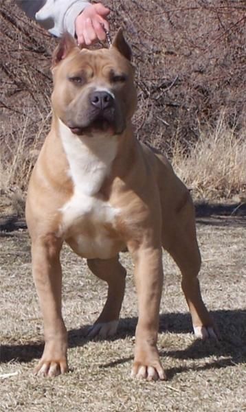 Photo of the dog