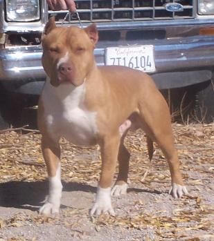 Photo of the dog