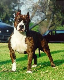 Photo of the dog