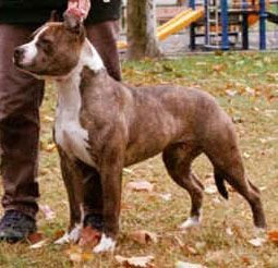 Photo of the dog