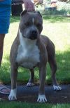 Photo of the dog