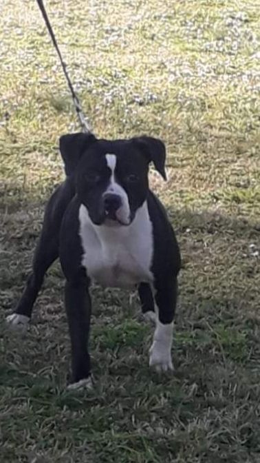 Photo of the dog