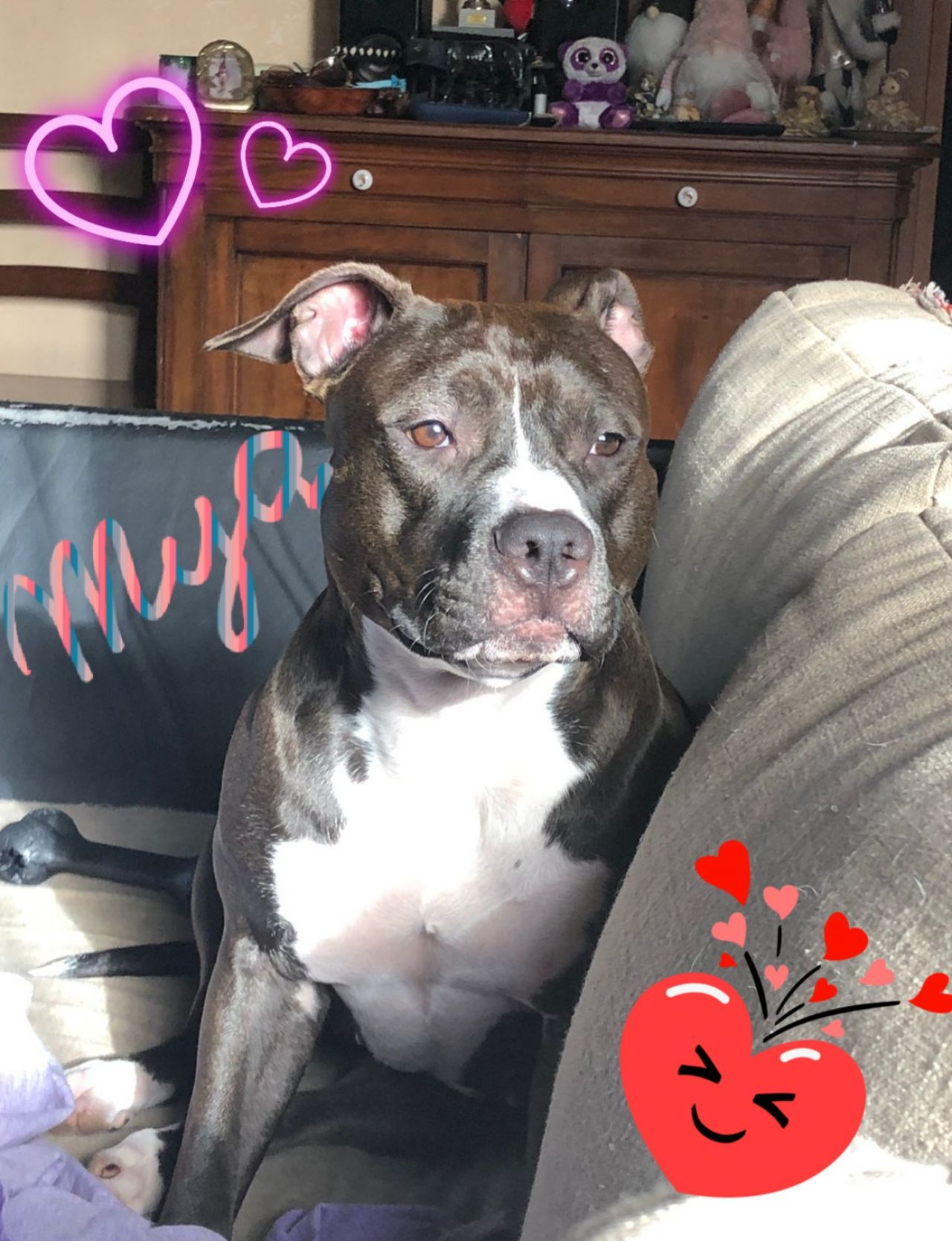 Photo of the dog