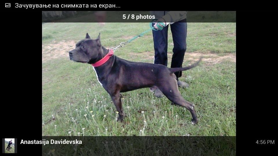Photo of the dog