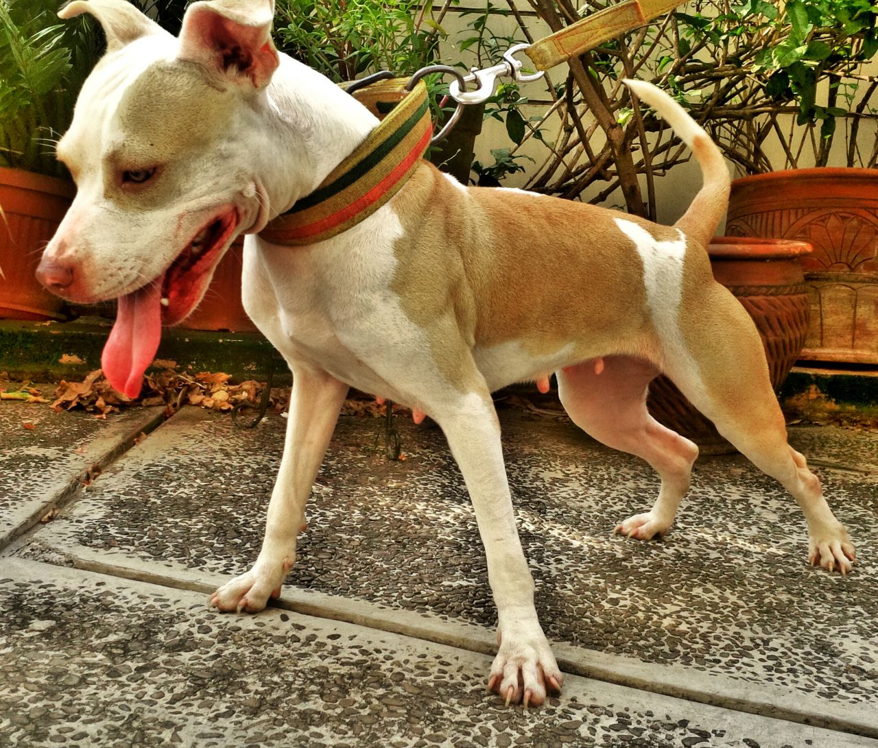 Photo of the dog