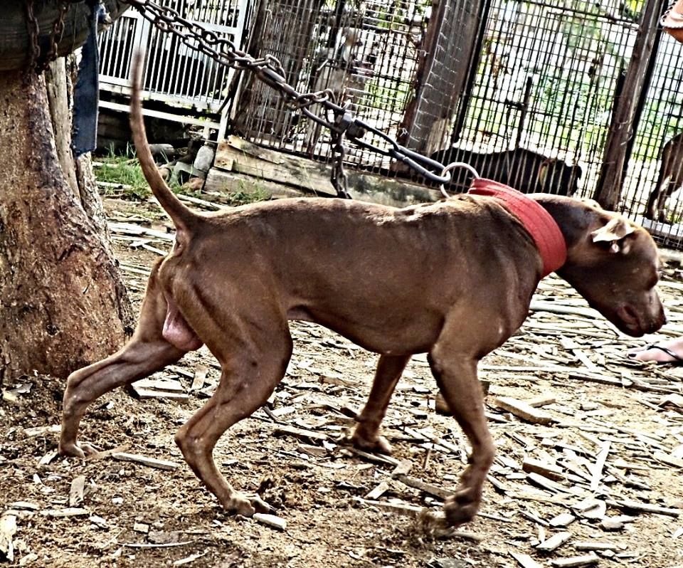Photo of the dog