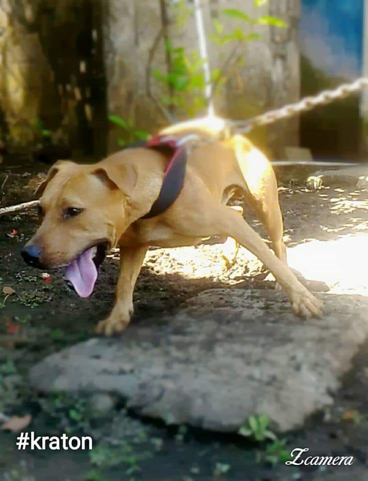 Photo of the dog