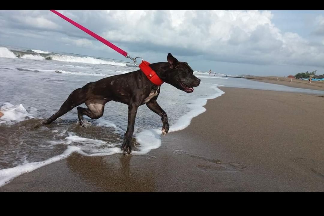 Photo of the dog