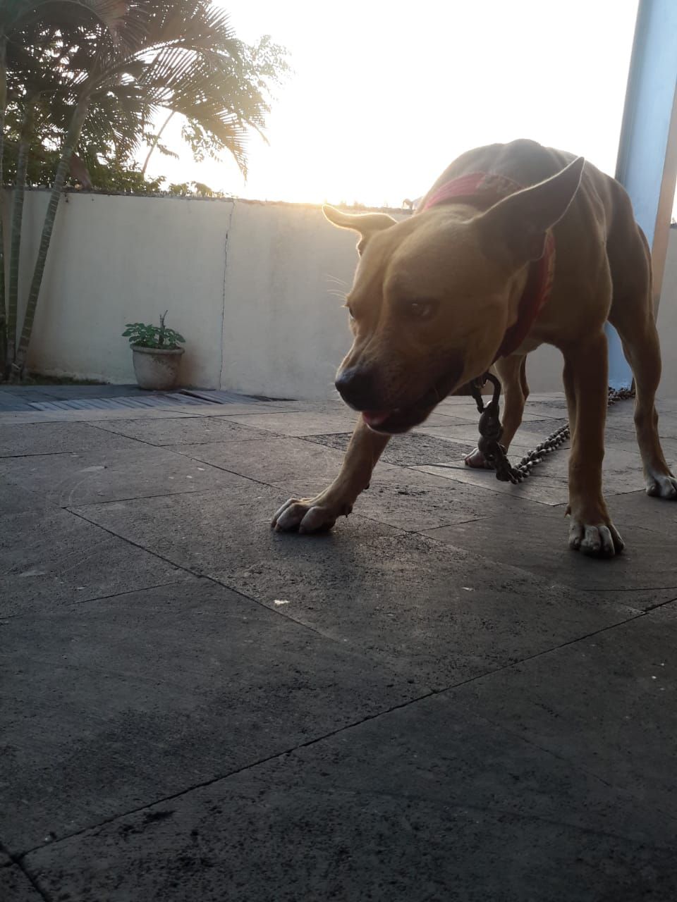 Photo of the dog