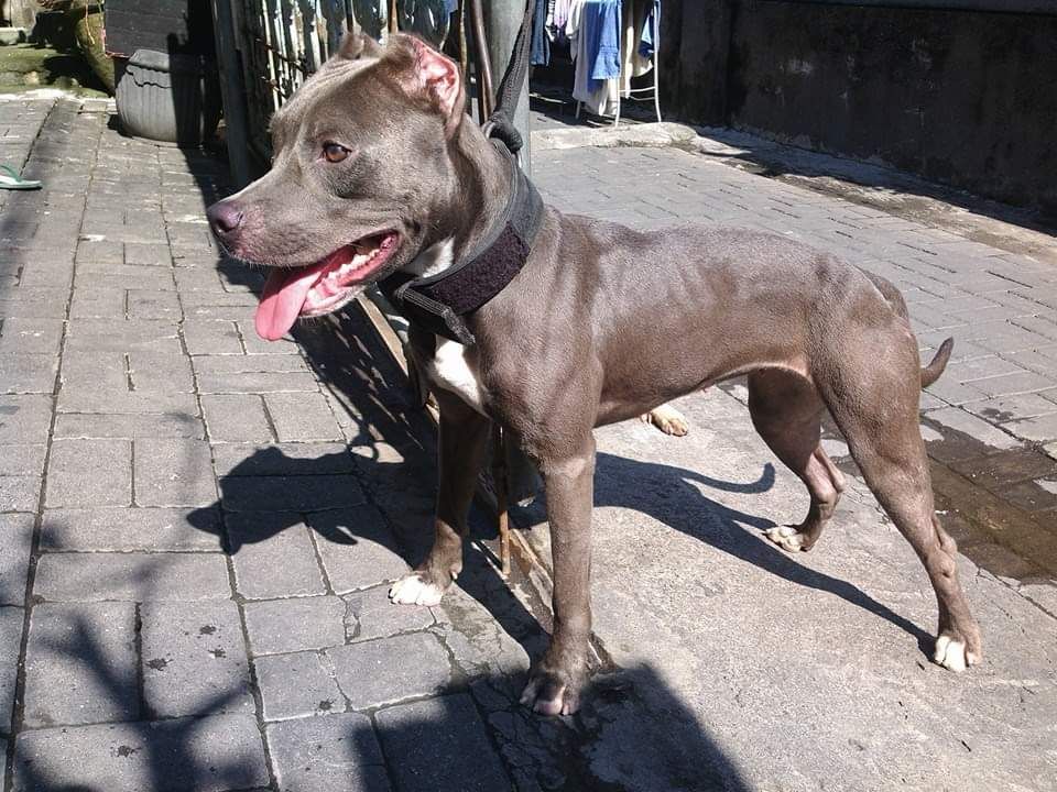 Photo of the dog